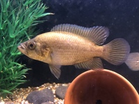Predators / monster / Odd Ball for Sale/ Cichlid