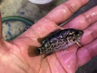 Predators / monster / Odd Ball for Sale/ Cichlid
