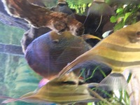 5 OFF F1 ALTUM ANGELS 3 OFF BLUE FACE WILD HECKLES (2OFF SOLD )
