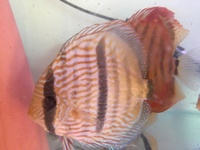 5 OFF F1 ALTUM ANGELS 3 OFF BLUE FACE WILD HECKLES (2OFF SOLD )