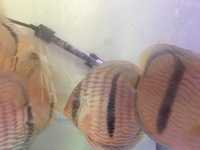 5 OFF F1 ALTUM ANGELS 3 OFF BLUE FACE WILD HECKLES (2OFF SOLD )