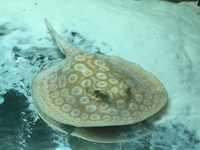 Albino pearl female stingray