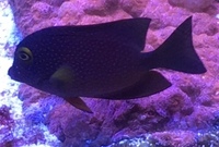 Silver spor kole tang, leopard wrasse