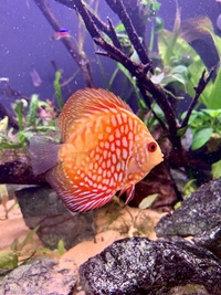 3 x Discus for sale