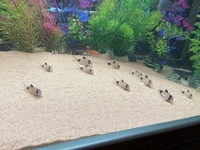 Group of 15 panda corys