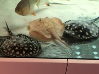 2 Female black diamond stingrays