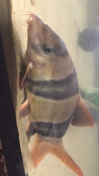 Xxxl clown loaches from7 n 8 10 inch 12 to 13 inches