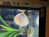 Discus for sale
