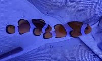 Beautiful pair of Clown Fish for sale