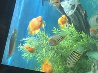 3x 4/5inch Parrot Fish - need gone