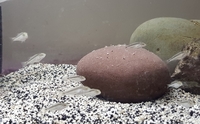 Malawi Trout SPECIAL DEAL / Zimbabwe Rocks Suplhur Head juvies