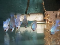 fish