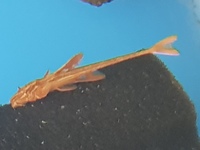 fish