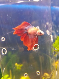 fish