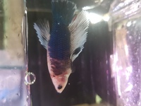fish