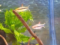 fish