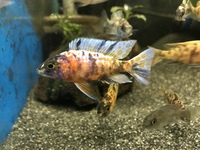 High grade OB Peacock cichlids