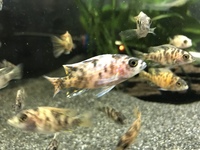 High grade OB Peacock cichlids