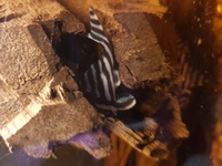 Pleco - Zebra Hypancistrus L0463 £180