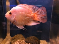 Predators / monster / Odd Ball for Sale/ Cichlid