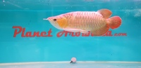 SEMI SHORT BODY SUPER RED AROWANA