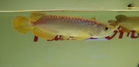 COMMUNITY OF BANJAR RED ASIAN AROWANAS