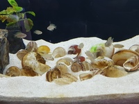 Multifasciatus shell dwellers for sale Bedford.