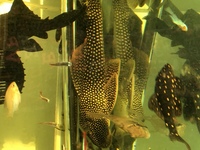 L014 Sau De Felix pleco