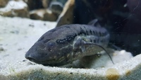 Predator fish for sale