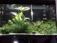 Tropical fish and plants to rehome.