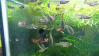 Breeding group of endler guppies