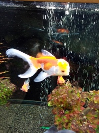 Fancy Goldfish