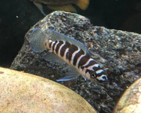 F1 Neolamprologus cylindricus £5 - London