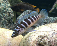 F1 Neolamprologus cylindricus £5 - London