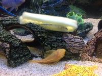 bristlenose plecs adult males £2.50 each