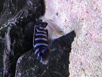 Malawi Mbuna Juvenile Cichlids Fish Sale