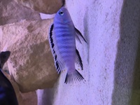 Malawi Mbuna Juvenile Cichlids Fish Sale
