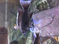 Malawi Mbuna Juvenile Cichlids Fish Sale