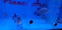 Flowerhorns for sale