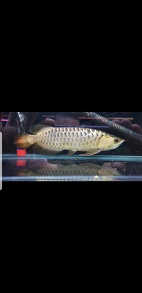 F2 WILD ALOR PONGSU CROSSBACK AROWANA
