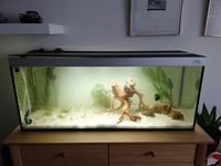 Hugo Kashimi Simplicity Aquarium 36x12x15 (22.5 gallons) Less than 4 weeks old