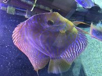 Stenker discus for sale