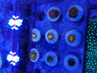 HIGH END ZOA FRAGS - SPACE CHAOS - LEMON BOWTIE and more