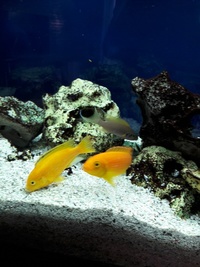 Malawi/Tanganyikans for sale