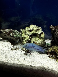 Malawi/Tanganyikans for sale