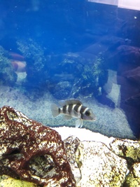 Malawi/Tanganyikans for sale