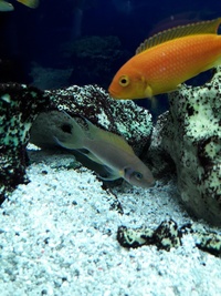 Malawi/Tanganyikans for sale