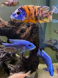 Stunning Adult Aulonocara for sale