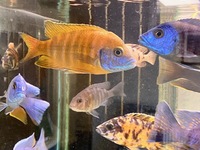 Stunning Adult Aulonocara for sale