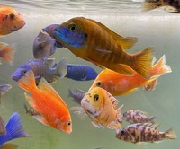 Stunning Adult Aulonocara for sale